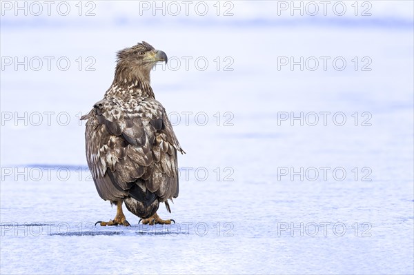 White-tailed eagle