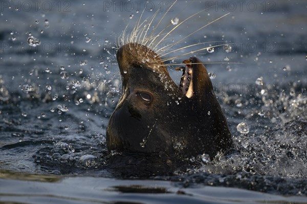 California sea lion