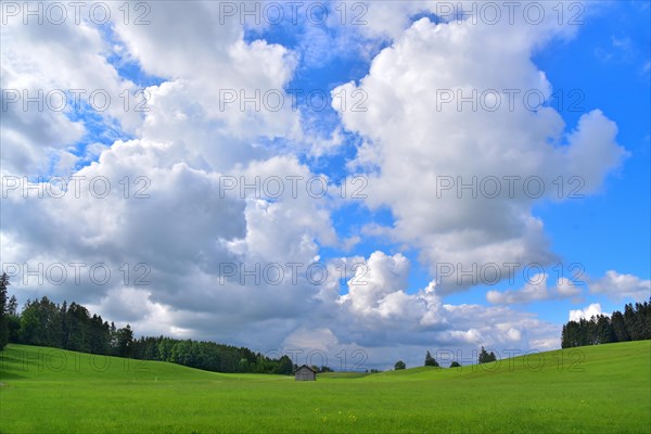 Forage meadows in the foothills of the Alps near Schongau