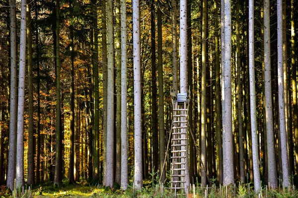 Hunters stand in a forest in Bavaria