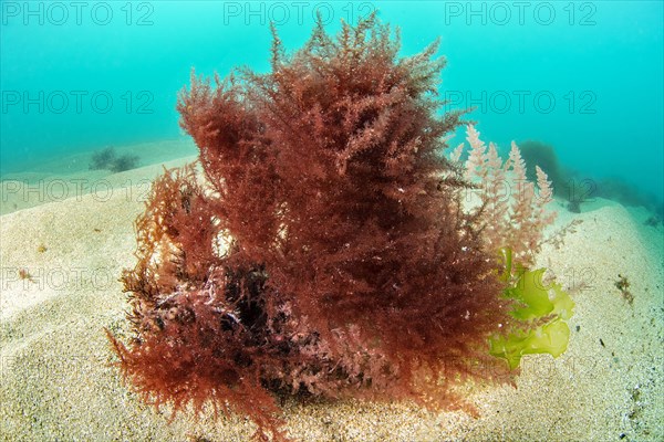 Red algae