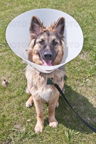 German shepherd