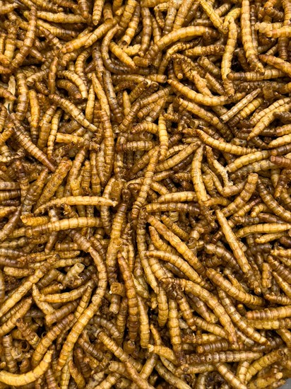 Food from insects Insect food mealworms dried larvae of yellow mealworm