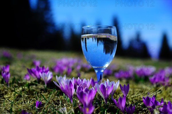 White spring crocus