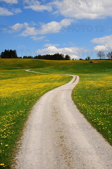 Spring meadow with dandelion and road