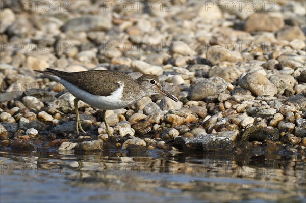 Common sandpiper