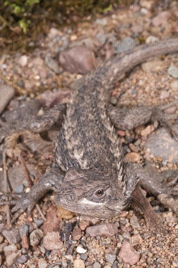 Texas spiny lizard