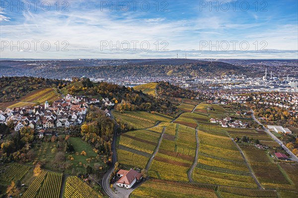 Vineyard in autumn