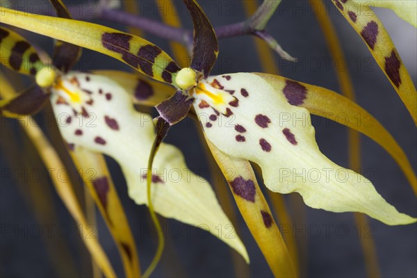 Brassia arcuigera or spider orchid