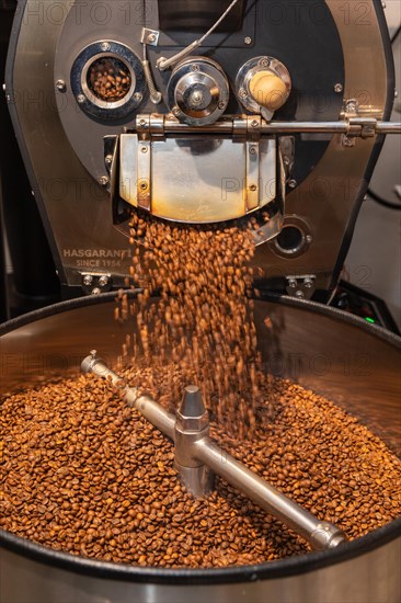 Roasted coffee is poured from the roasting drum into the cooling kettle