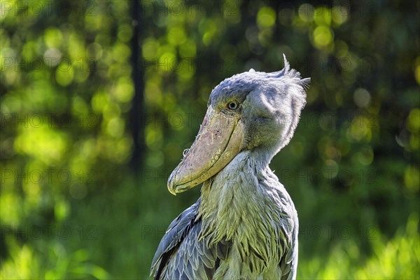 Shoebill