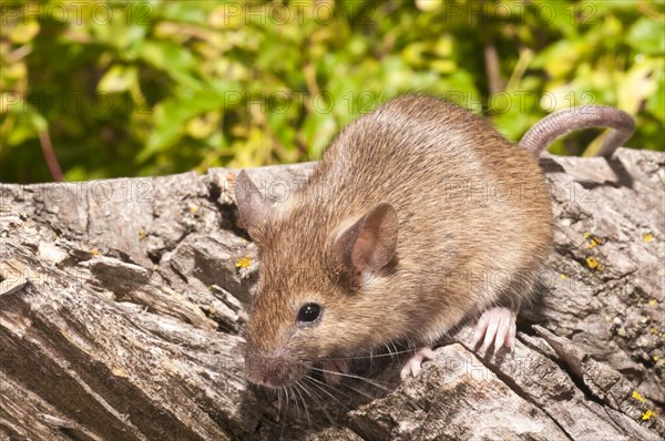 House mouse