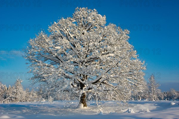 Snow-covered oak on a sunny winter day