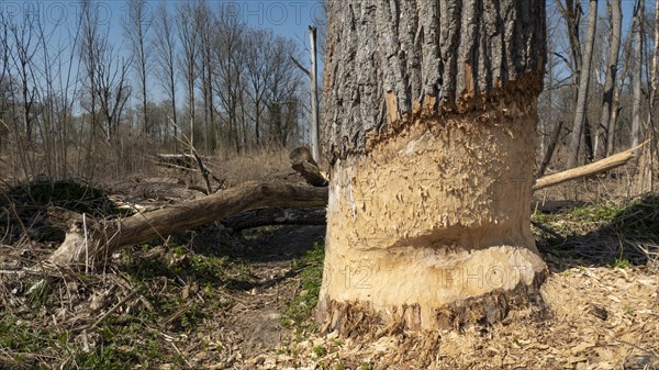 Beaver feeding traces in a floodplain forest on the Danube