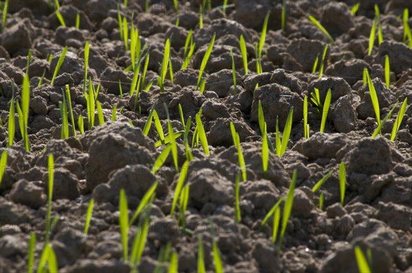 Maize shoots