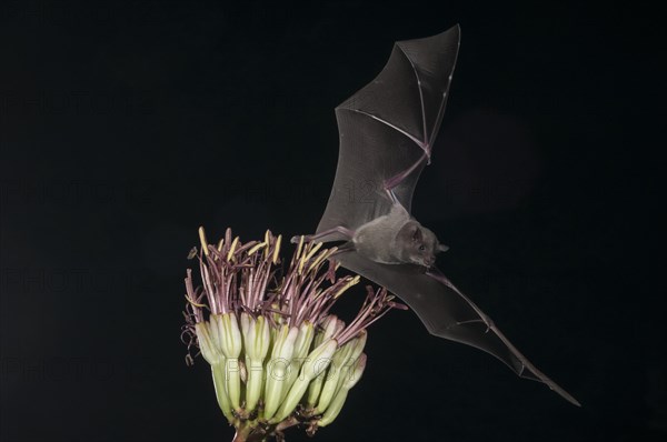 Lesser long-nosed bat