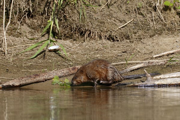 Muskrat