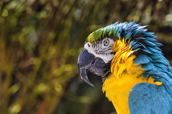 Blue and yellow macaw