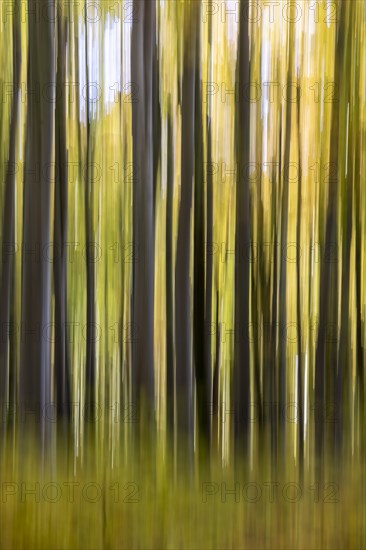 Autumn forest with beech