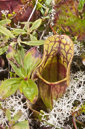 Pitcher plant