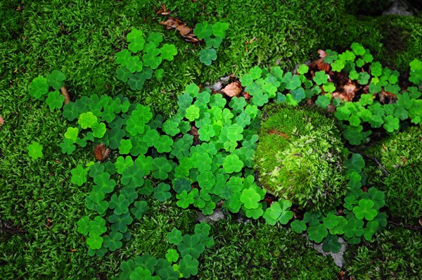 Wood sorrel