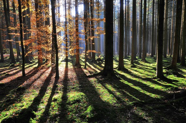 High forest in autumn with backlight