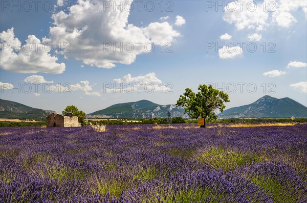 Flowering common lavender