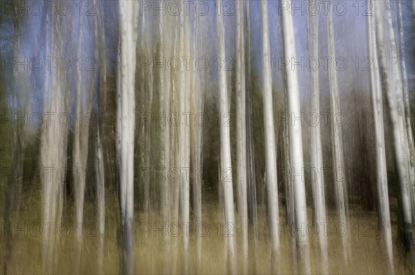 Motion blur of Quaking Aspen