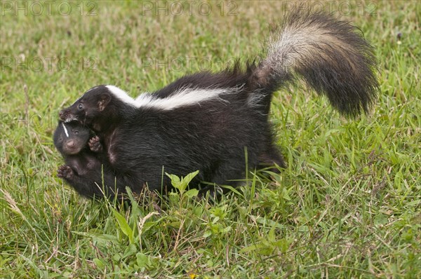 Striped skunk