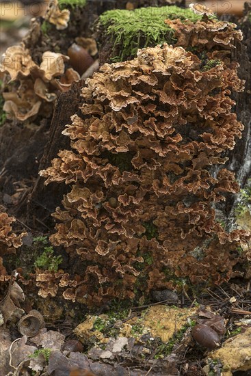 Butterfly Trametes