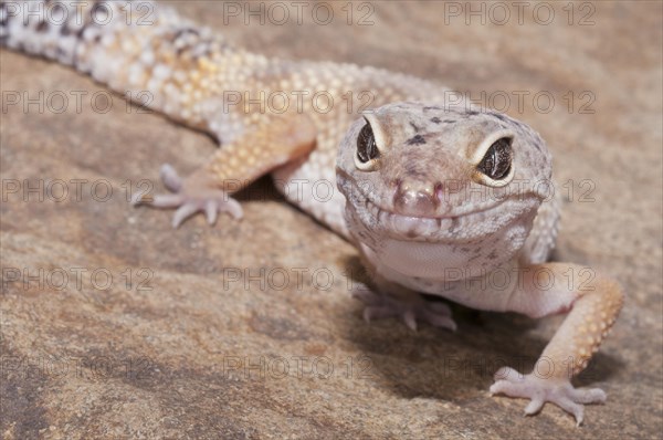 Leopard gecko