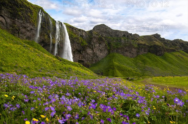 The Seljalandsfoss waterfall on the Seljalandsa river in the south of Iceland
