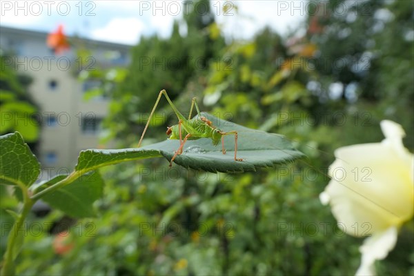 Stippled stick insect