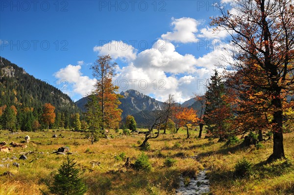 Landscape below the Kenzenhuette in the Allgaeu