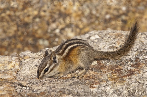 Least chipmunk