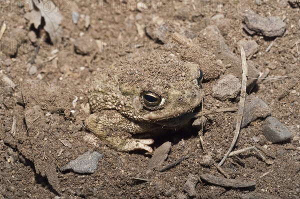 The Great Plains toad