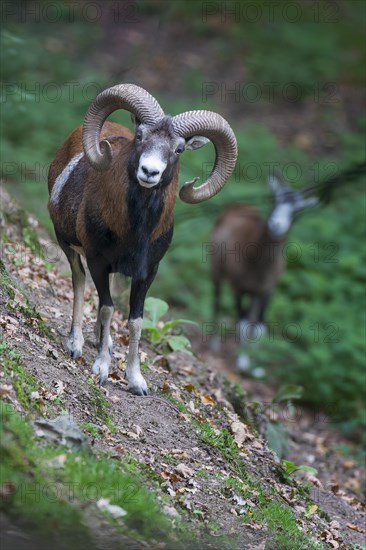 European mouflon