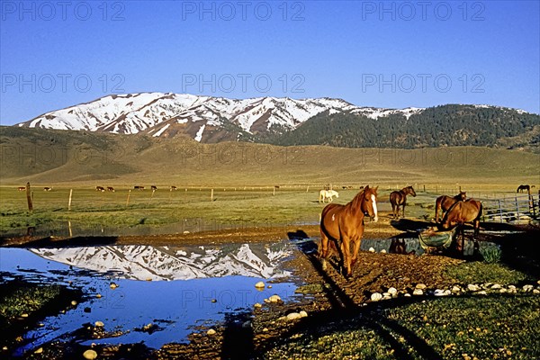 Horses and cattle in the ranch pasture