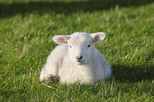 Domestic sheep