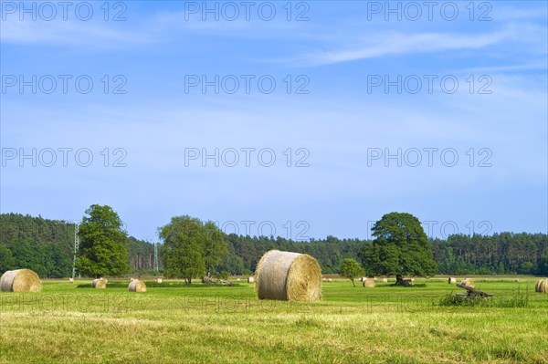 Mecklenburg-Western Pomerania in the Mueritz National Park Haymaking and group of trees