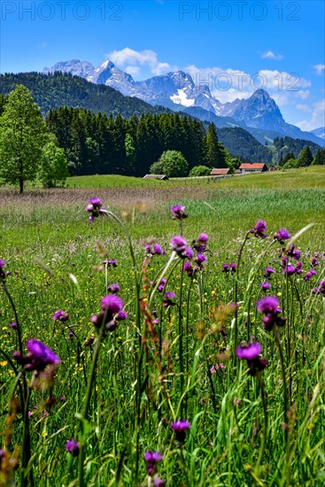 Alpine meadow in summer near Garmisch