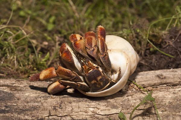 Caribbean hermit crab