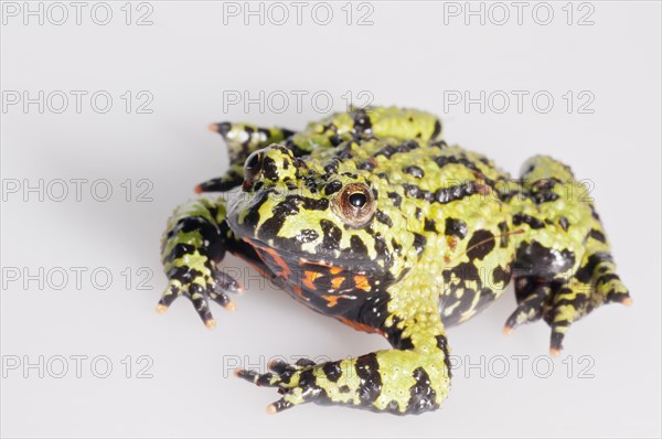 Oriental fire-bellied toad