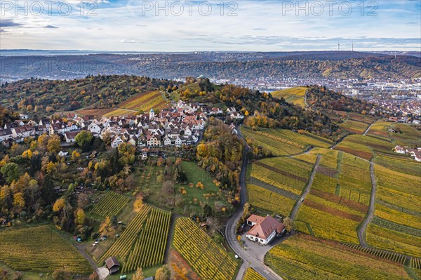 Vineyard in autumn