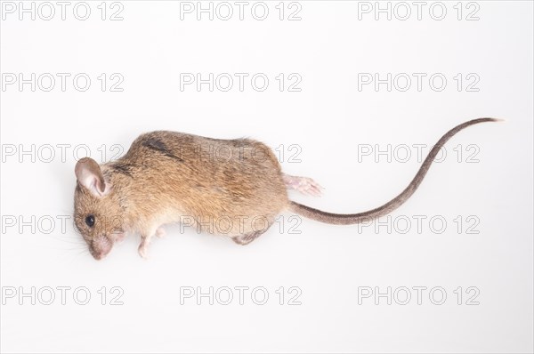 Dead house mouse
