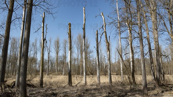 Dead trees in a floodplain forest on the Danube