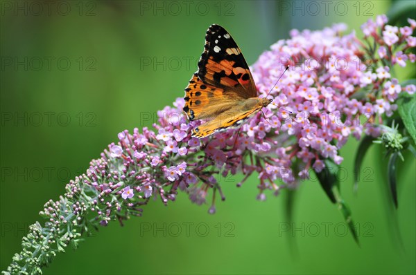 Painted lady