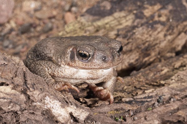 The Red-spotted toad