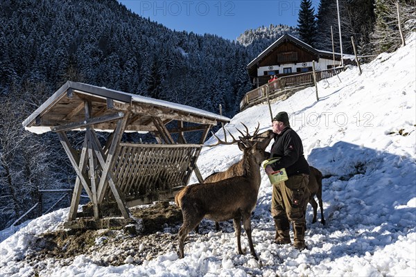 Deer feeding at the Reiseralm near Lenggries with host Alois Oswald