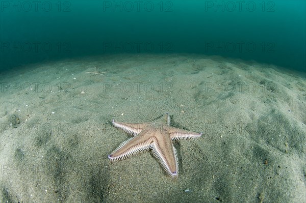 Spiny comb-star